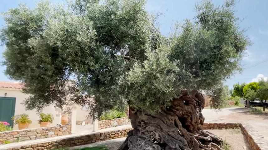 D&uuml;nyanın en yaşlı ağacı: 4 bin yıldır hayatta!