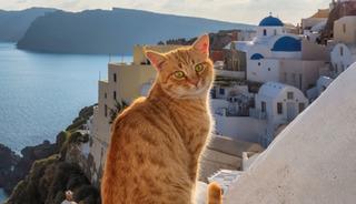 Yunanistan'da &uuml;cretsiz tatil imkanı: Tek şart kedileri sevmek