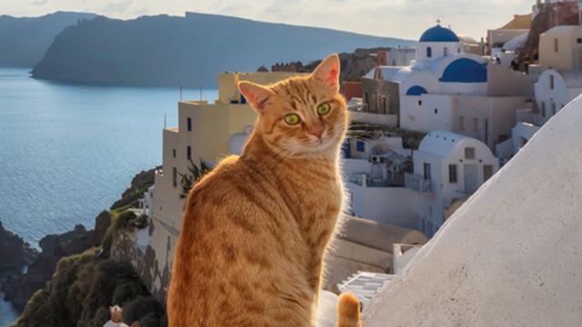 Yunanistan'da ücretsiz tatil imkanı: Tek şart kedileri sevmek