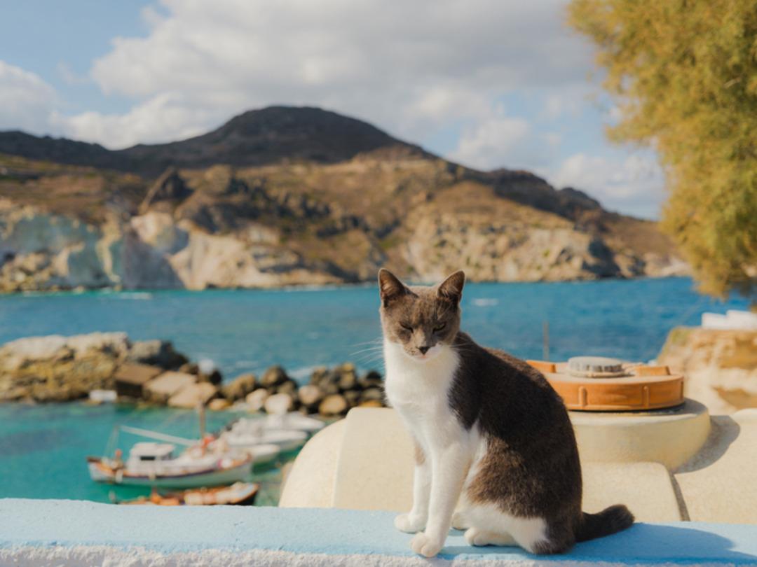 Yunanistan da &uuml;cretsiz tatil imkanı: Tek şart kedileri sevmek 2