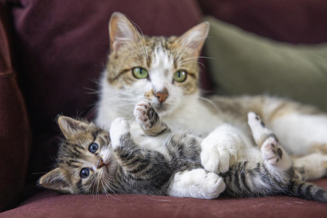 Yunanistan da &uuml;cretsiz tatil imkanı: Tek şart kedileri sevmek 3