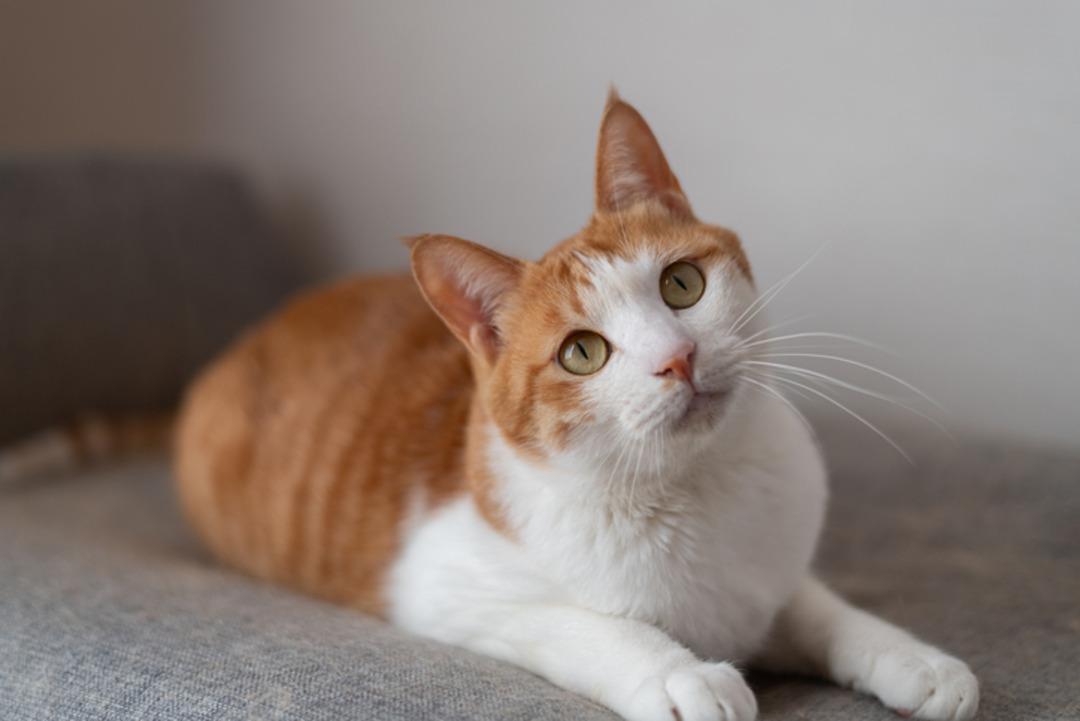 Yunanistan da &uuml;cretsiz tatil imkanı: Tek şart kedileri sevmek 4