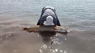 Elazığ’da amatör balıkçılar 65 kilo ağırlığında turna balığı yakaladı