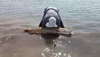 Elazığ&rsquo;da amat&ouml;r balık&ccedil;ılar 65 kilo ağırlığında turna balığı yakaladı