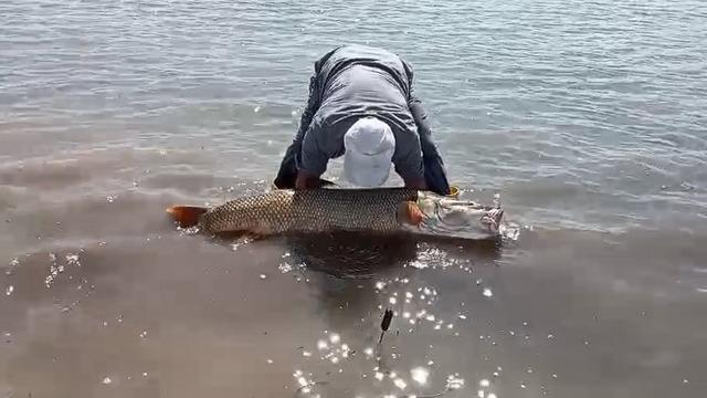 Elazığ’da amatör balıkçılar 65 kilo ağırlığında turna balığı yakaladı