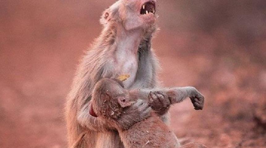 Anne maymunun yavrusu için ağladığı o an