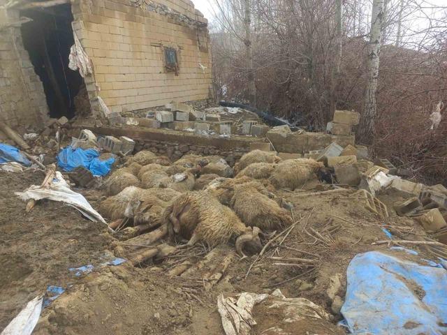 Van&rsquo;da ahır &ccedil;&ouml;kt&uuml;, 23 k&uuml;&ccedil;&uuml;kbaş hayvan telef oldu 5