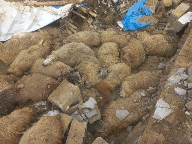 Van&rsquo;da ahır &ccedil;&ouml;kt&uuml;, 23 k&uuml;&ccedil;&uuml;kbaş hayvan telef oldu 1