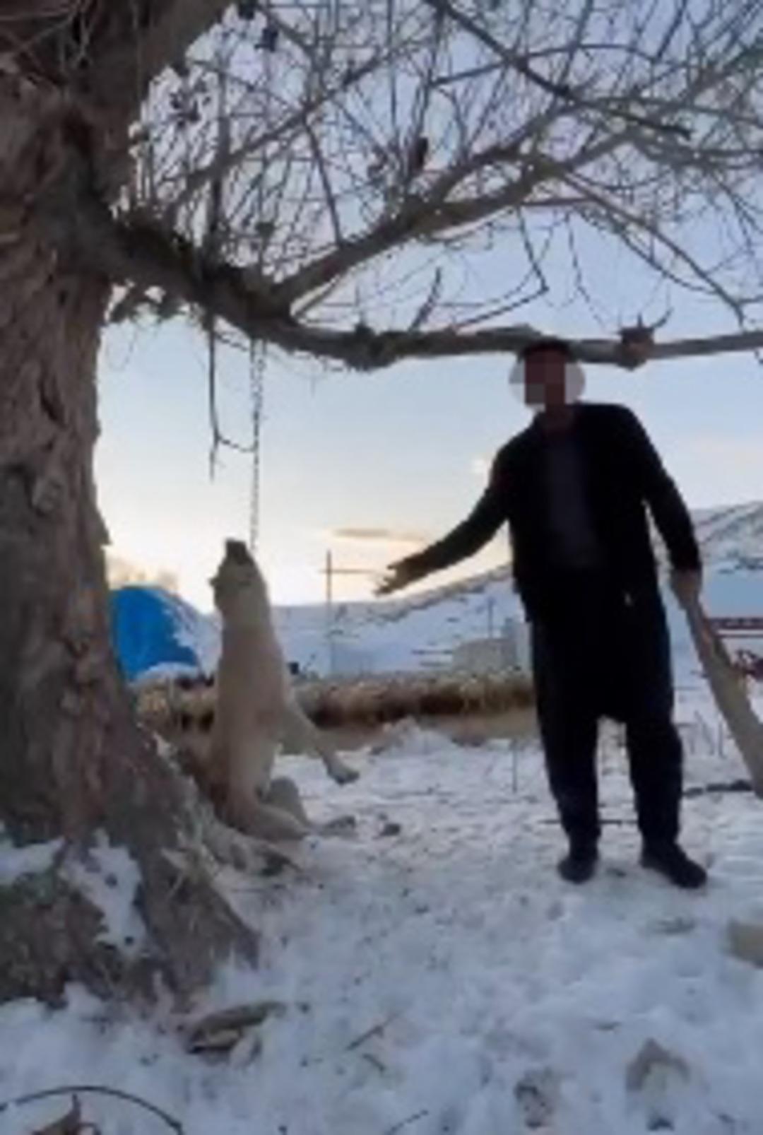 Sosyal medyada tepkiler b&uuml;y&uuml;yor: "&Ccedil;ok yiyor" dedi, k&ouml;peğini ağaca asıp &ouml;ld&uuml;rd&uuml;!  2