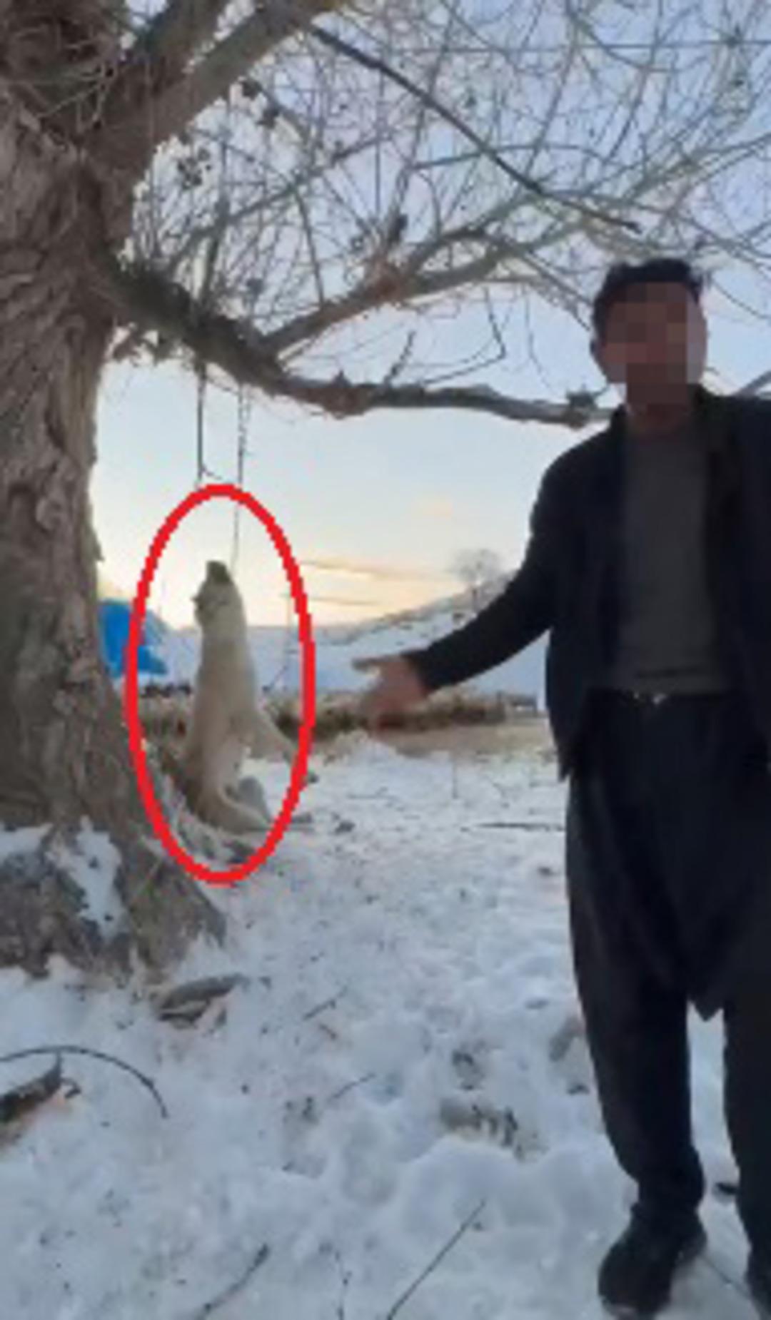 Sosyal medyada tepkiler b&uuml;y&uuml;yor: "&Ccedil;ok yiyor" dedi, k&ouml;peğini ağaca asıp &ouml;ld&uuml;rd&uuml;!  1