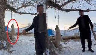 Sosyal medyada tepkiler b&uuml;y&uuml;yor: K&ouml;peğini ağaca asıp &ouml;ld&uuml;rd&uuml;! 