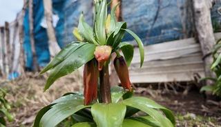 20 g&uuml;n yaşıyor, koparan yandı! Cezası 700 bin TL