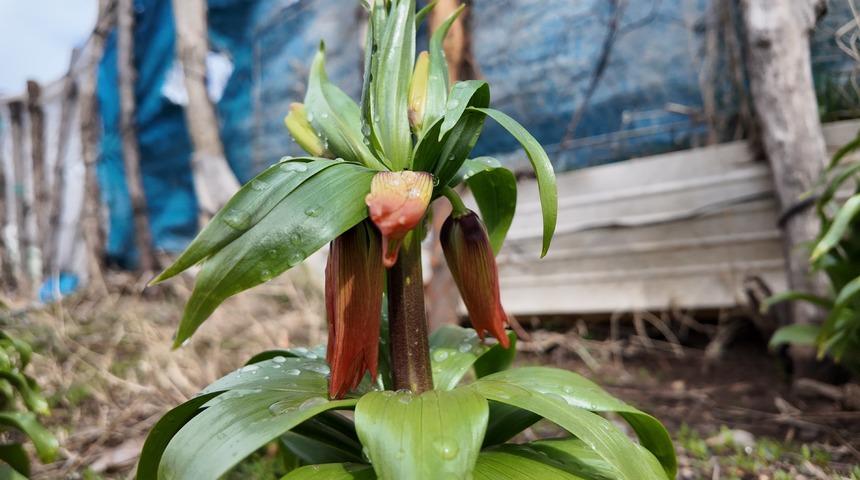 20 g&uuml;n yaşıyor, koparan yandı! Cezası 700 bin TL