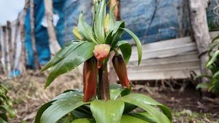 20 gün yaşıyor, koparan yandı! Cezası 700 bin TL