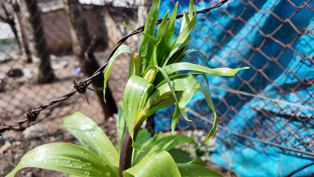 20 g&uuml;n yaşıyor, koparan yandı! Cezası 700 bin TL 1