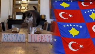 SON DAKİKA |Kahin kedi, Kosova-T&uuml;rkiye ma&ccedil;ının sonucunu tahmin etti! Daha &ouml;nce t&uuml;m ma&ccedil;ları tutturmuştu