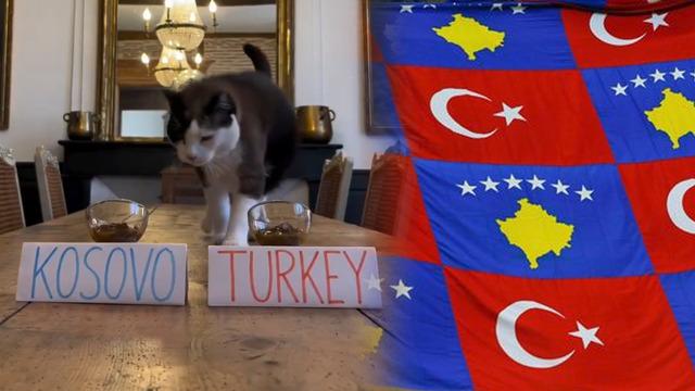 SON DAKİKA |Kahin kedi, Kosova-Türkiye maçının sonucunu tahmin etti! Daha önce tüm maçları tutturmuştu