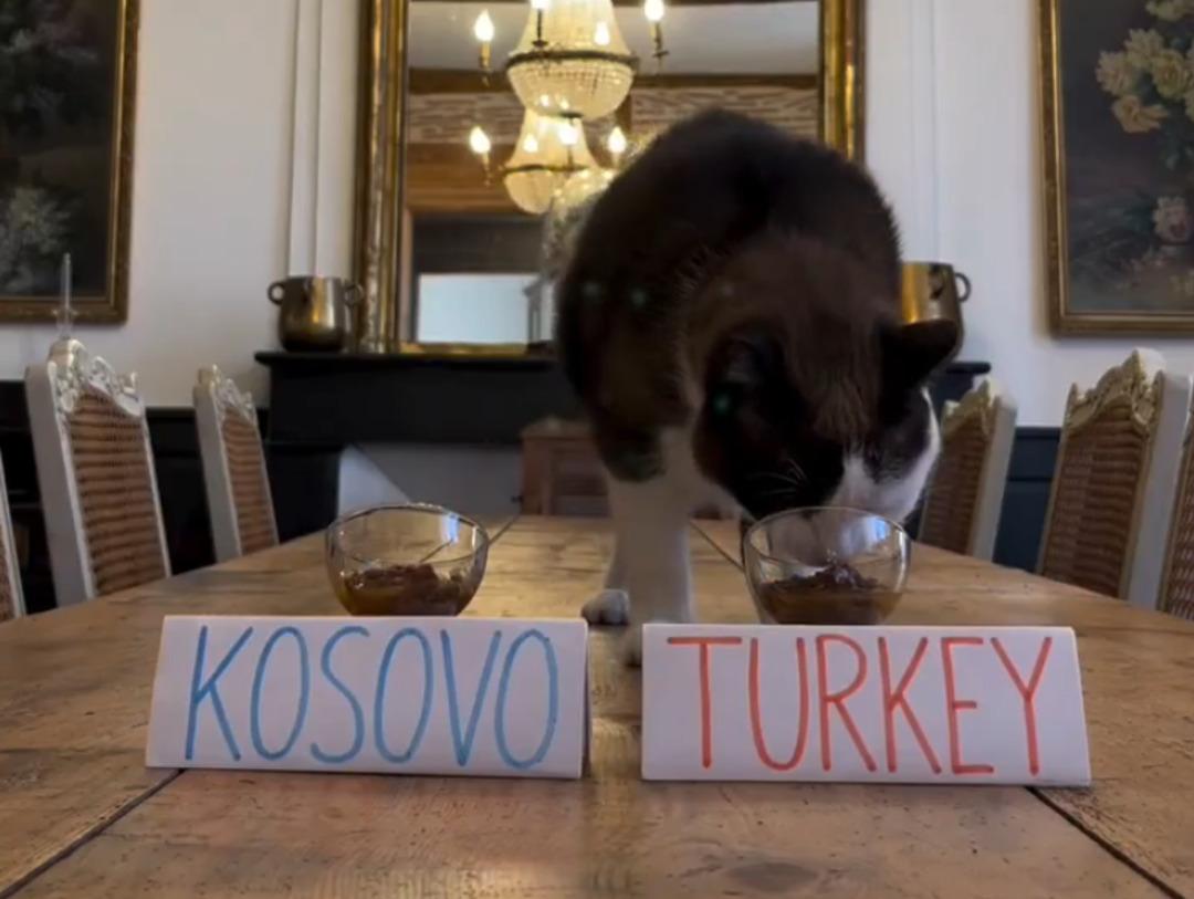 SON DAKİKA |Kahin kedi, Kosova-T&uuml;rkiye ma&ccedil;ının sonucunu tahmin etti! Daha &ouml;nce t&uuml;m ma&ccedil;ları tutturmuştu 1