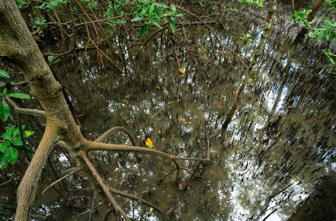 Karbon yutaklarından yenilenebilir enerjiye iklim mücadelesi 2
