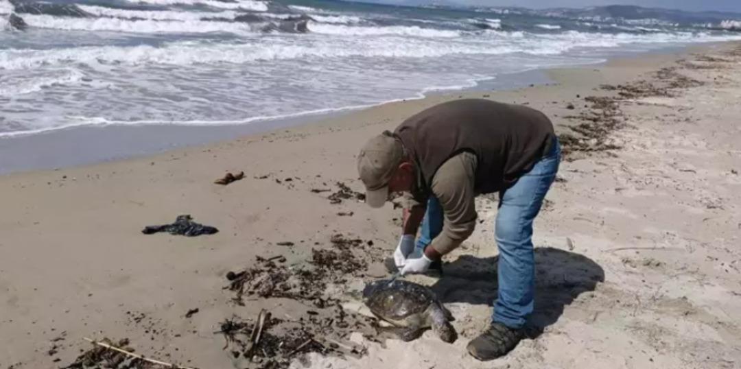 Sayı her geçen gün artıyor: Cesetleri sahile vurdu! Kuşadası nda sayı 8 e yükseldi 1