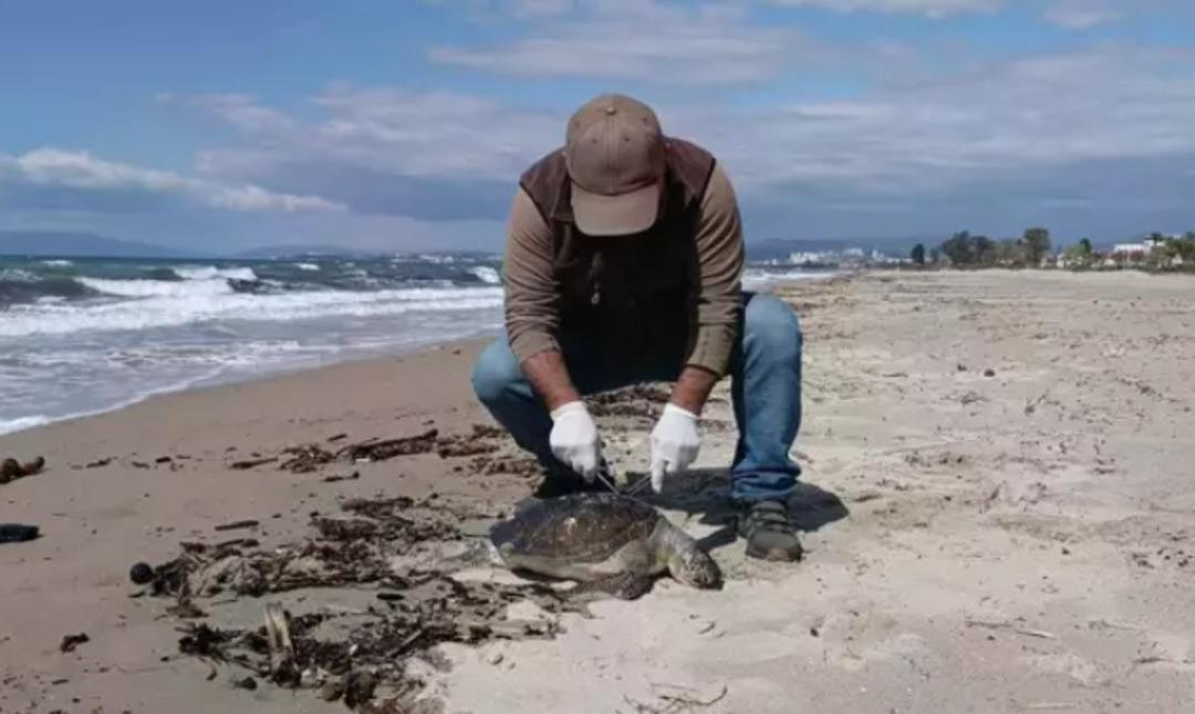 Sayı her geçen gün artıyor: Cesetleri sahile vurdu! Kuşadası nda sayı 8 e yükseldi 2