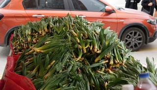 Dere kenarlarında kendiliğinden yetişiyor! Doğal antibiyotik kapış kapış gidiyor: Kilosu 200 lira