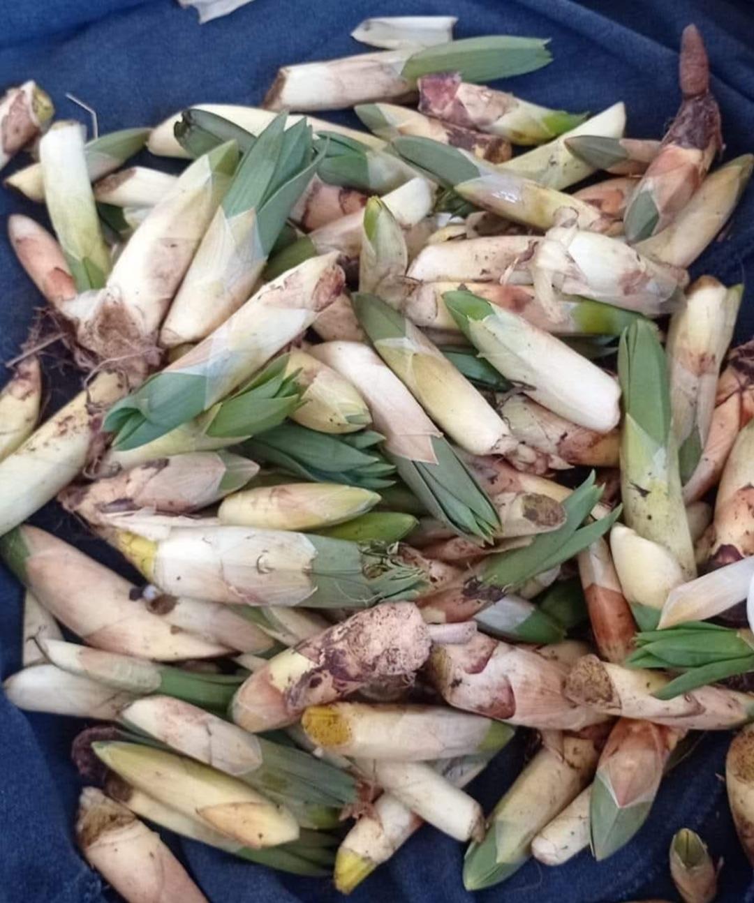 Dere kenarlarında kendiliğinden yetişiyor! Doğal antibiyotik kapış kapış gidiyor: Kilosu 200 lira 1