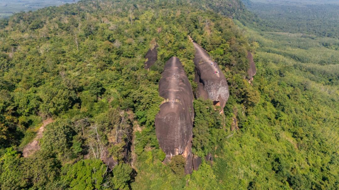 Tam 75 milyon yıllık: Ormanın i&ccedil;inde dev balina ailesi!  2