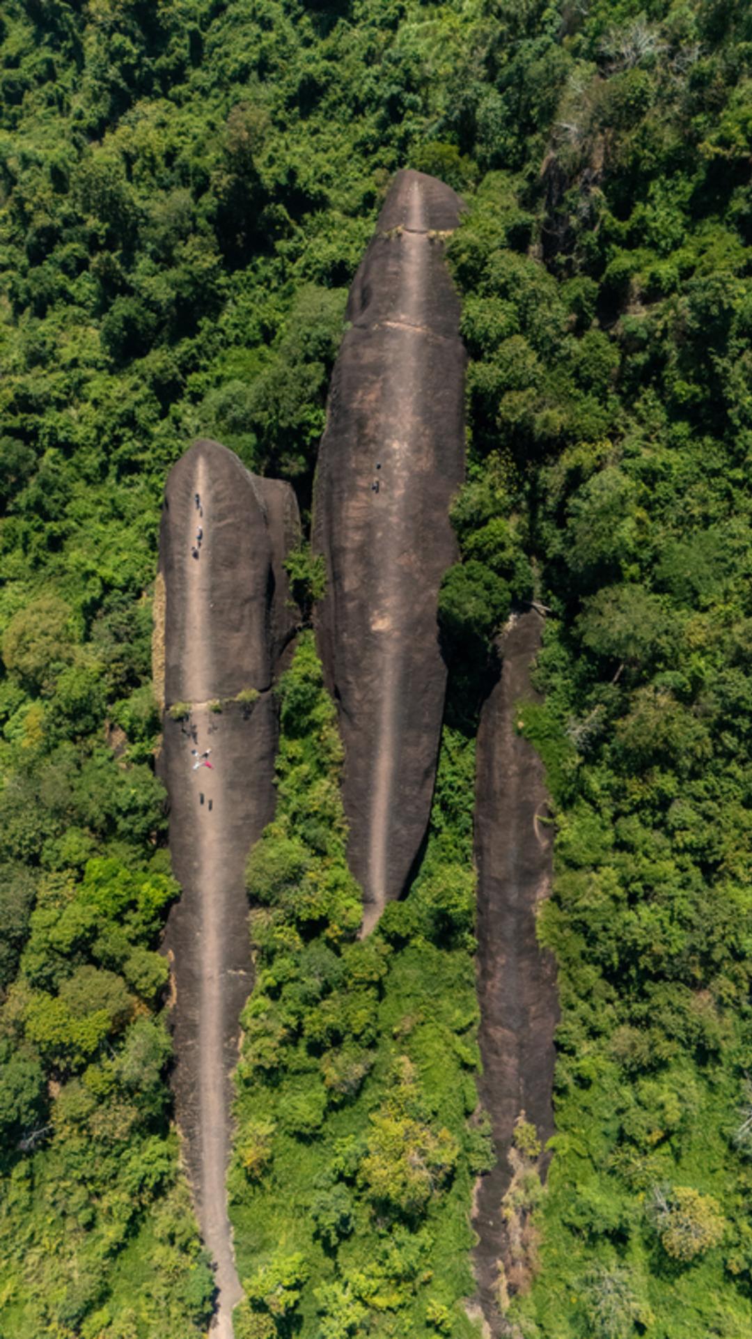 Tam 75 milyon yıllık: Ormanın i&ccedil;inde dev balina ailesi!  3