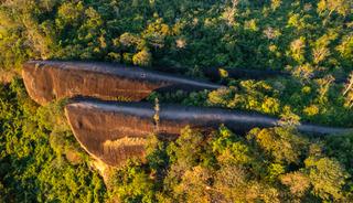 Tam 75 milyon yıllık: Ormanın i&ccedil;inde dev balina ailesi! 