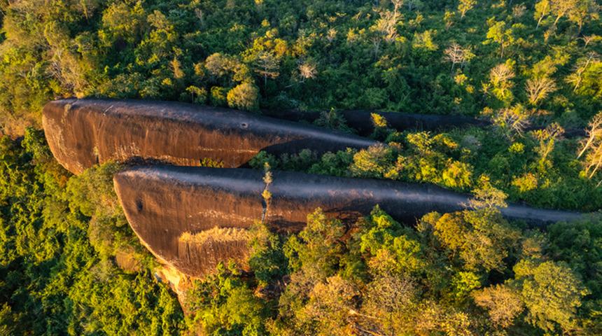 Tam 75 milyon yıllık: Ormanın i&ccedil;inde dev balina ailesi! 