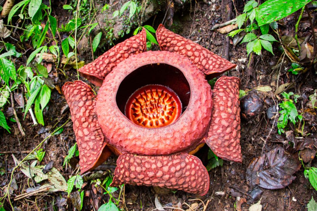 D&uuml;nyanın en b&uuml;y&uuml;ğ&uuml;: Resmen &ouml;l&uuml;m kokuyor! Adı "Ceset &ccedil;i&ccedil;eği" 2