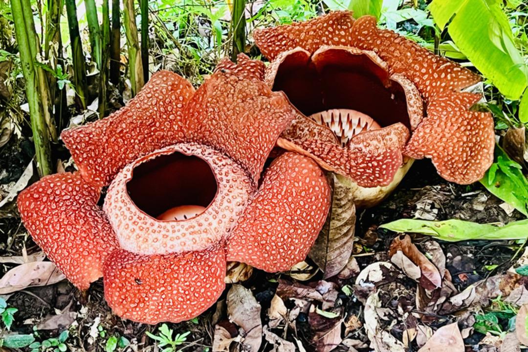 D&uuml;nyanın en b&uuml;y&uuml;ğ&uuml;: Resmen &ouml;l&uuml;m kokuyor! Adı "Ceset &ccedil;i&ccedil;eği" 4