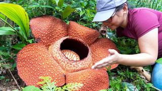Dünyanın en büyüğü: Resmen ölüm kokuyor! Adı Ceset çiçeği