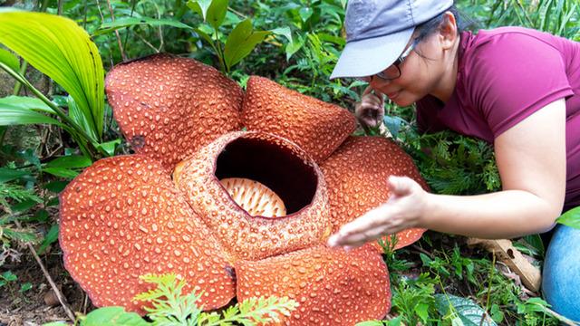 Dünyanın en büyüğü: Resmen ölüm kokuyor! Adı Ceset çiçeği