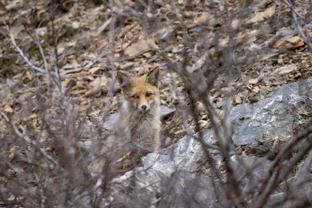 Tunceli nin dağlarında yaban ke&ccedil;ileri ve tilkiler yiyecek ararken g&ouml;r&uuml;nt&uuml;lendi 13
