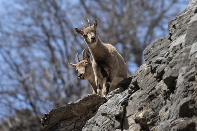 Tunceli nin dağlarında yaban ke&ccedil;ileri ve tilkiler yiyecek ararken g&ouml;r&uuml;nt&uuml;lendi 12