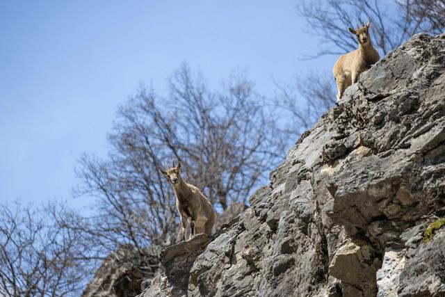 Tunceli nin dağlarında yaban ke&ccedil;ileri ve tilkiler yiyecek ararken g&ouml;r&uuml;nt&uuml;lendi 11