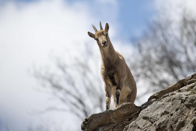 Tunceli nin dağlarında yaban ke&ccedil;ileri ve tilkiler yiyecek ararken g&ouml;r&uuml;nt&uuml;lendi 10