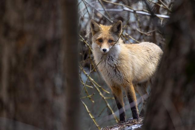Tunceli nin dağlarında yaban ke&ccedil;ileri ve tilkiler yiyecek ararken g&ouml;r&uuml;nt&uuml;lendi 9