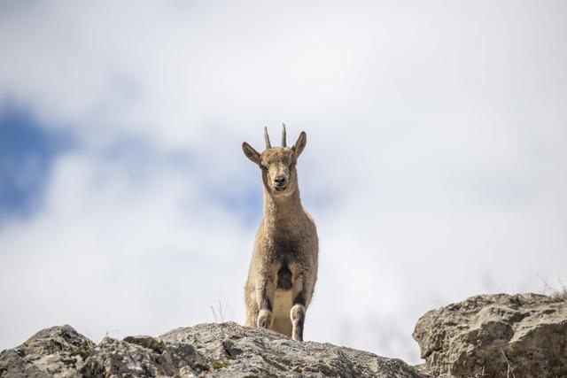 Tunceli nin dağlarında yaban ke&ccedil;ileri ve tilkiler yiyecek ararken g&ouml;r&uuml;nt&uuml;lendi 8
