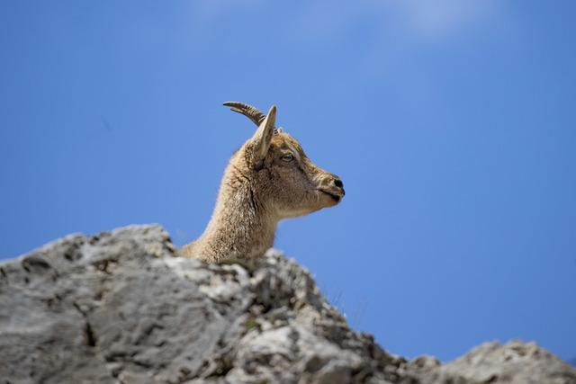 Tunceli nin dağlarında yaban ke&ccedil;ileri ve tilkiler yiyecek ararken g&ouml;r&uuml;nt&uuml;lendi 7