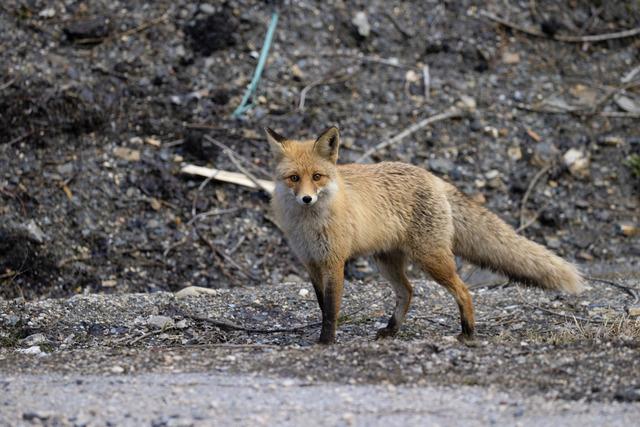 Tunceli nin dağlarında yaban ke&ccedil;ileri ve tilkiler yiyecek ararken g&ouml;r&uuml;nt&uuml;lendi 6
