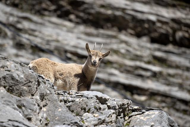 Tunceli nin dağlarında yaban ke&ccedil;ileri ve tilkiler yiyecek ararken g&ouml;r&uuml;nt&uuml;lendi 5