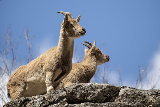 Tunceli nin dağlarında yaban ke&ccedil;ileri ve tilkiler yiyecek ararken g&ouml;r&uuml;nt&uuml;lendi 4