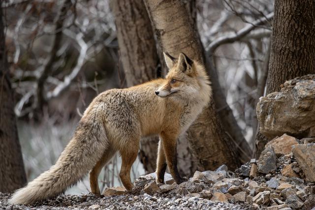 Tunceli nin dağlarında yaban ke&ccedil;ileri ve tilkiler yiyecek ararken g&ouml;r&uuml;nt&uuml;lendi 3