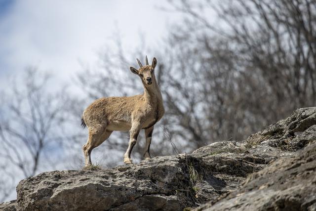 Tunceli nin dağlarında yaban ke&ccedil;ileri ve tilkiler yiyecek ararken g&ouml;r&uuml;nt&uuml;lendi 2
