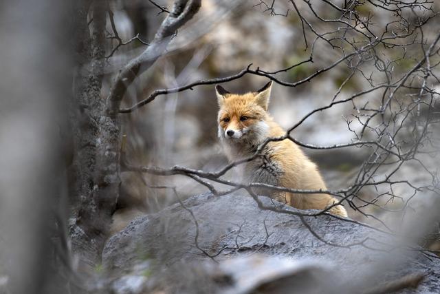 Tunceli nin dağlarında yaban ke&ccedil;ileri ve tilkiler yiyecek ararken g&ouml;r&uuml;nt&uuml;lendi 1