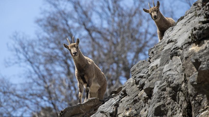 Tunceli'nin dağlarında yaban ke&ccedil;ileri ve tilkiler yiyecek ararken g&ouml;r&uuml;nt&uuml;lendi