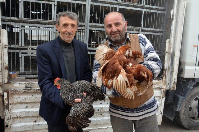 Kabadüz Ziraat Odası çiftçilere tavuk dağıttı